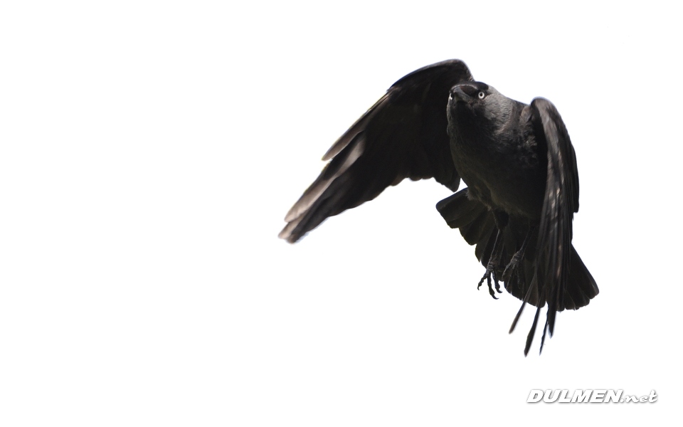 Western Jackdaw (Corvus monedula)